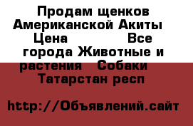 Продам щенков Американской Акиты › Цена ­ 25 000 - Все города Животные и растения » Собаки   . Татарстан респ.